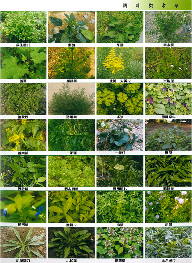 身边的杂草，你认识多少