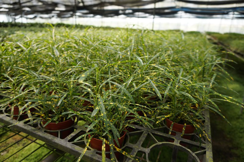 大量盆栽苗供应