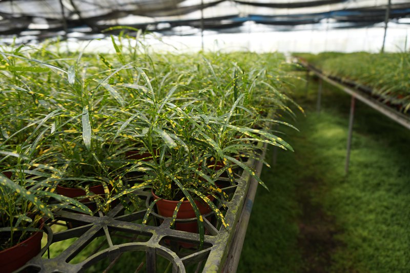 大量盆栽苗供应