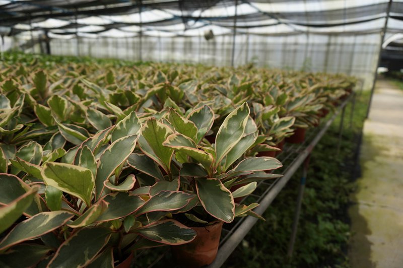 大量盆栽苗供应