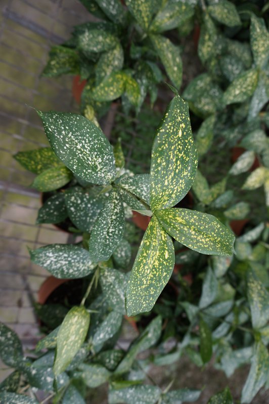 大量盆栽苗供应