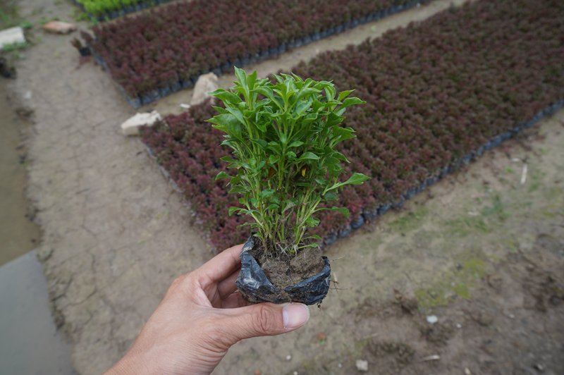 这是红草和绿草