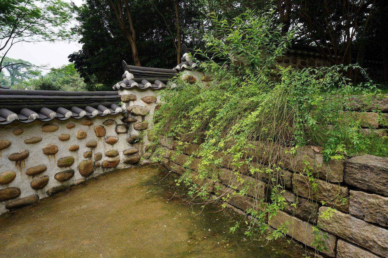 挡土墙上种的黄素馨