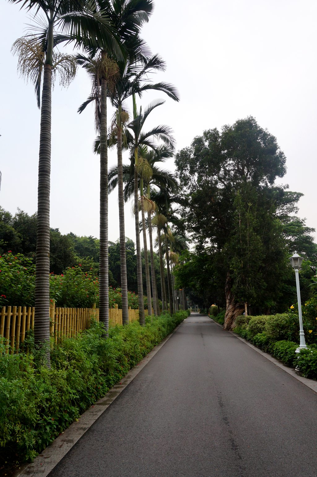 假槟郎+变叶珊瑚+南天竹+大花芦莉