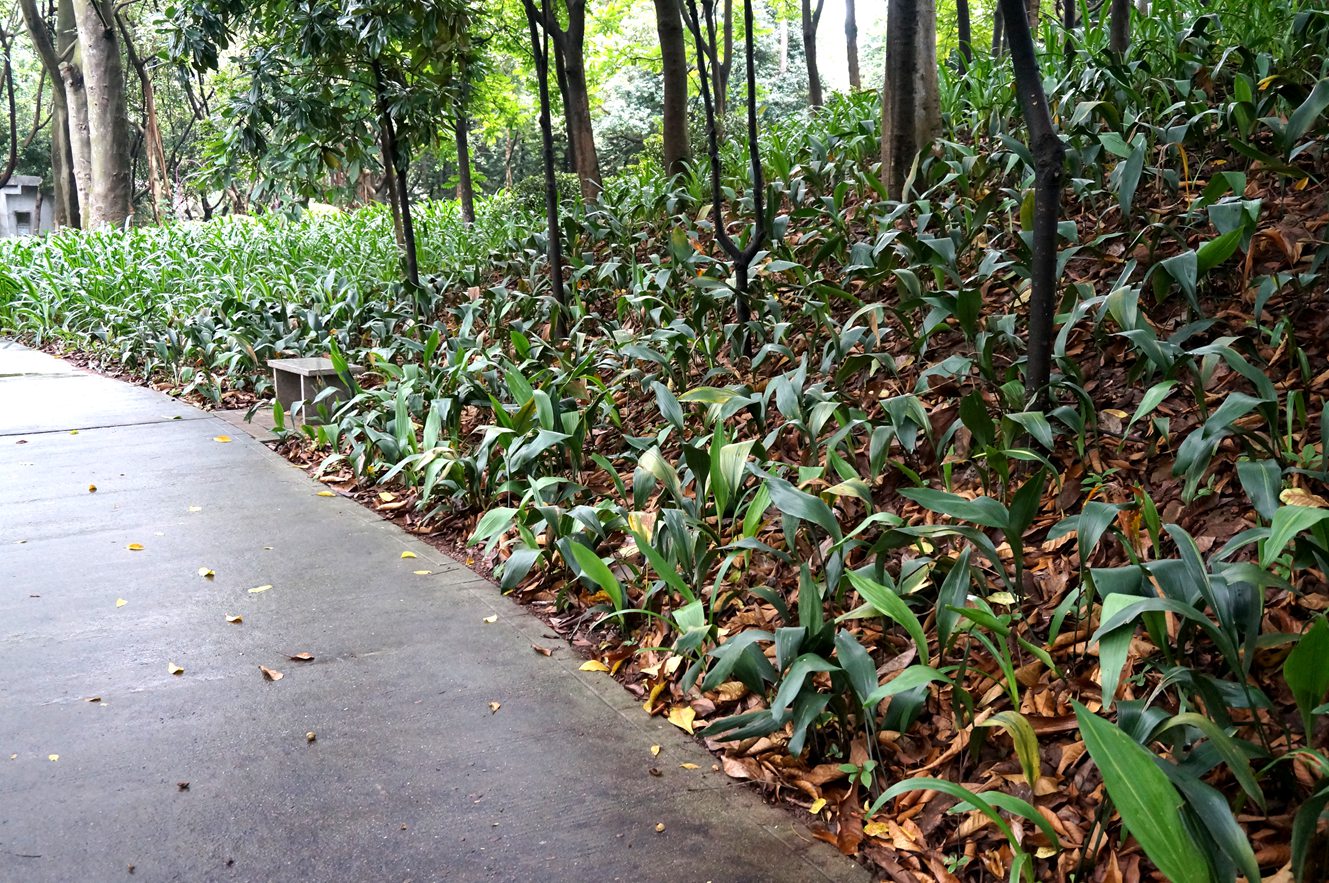 一叶兰（蜘蛛抱蛋）