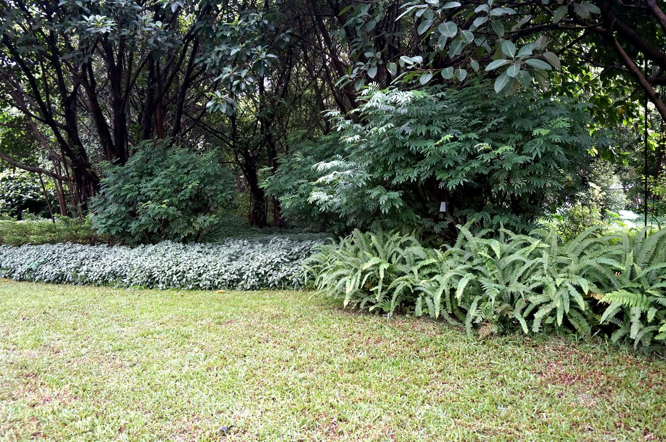 高山榕+红绒球+冷水花+肾蕨