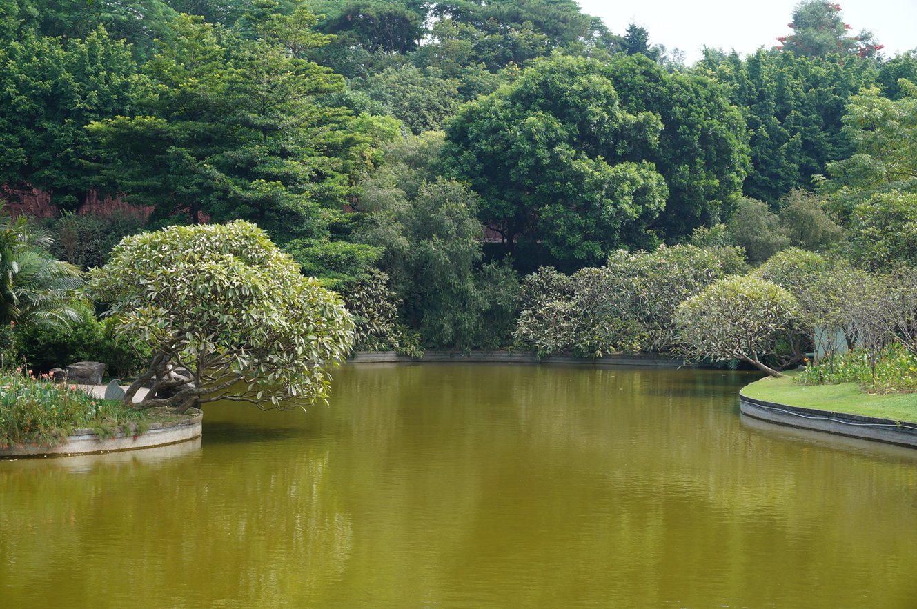 水边的鸡蛋花