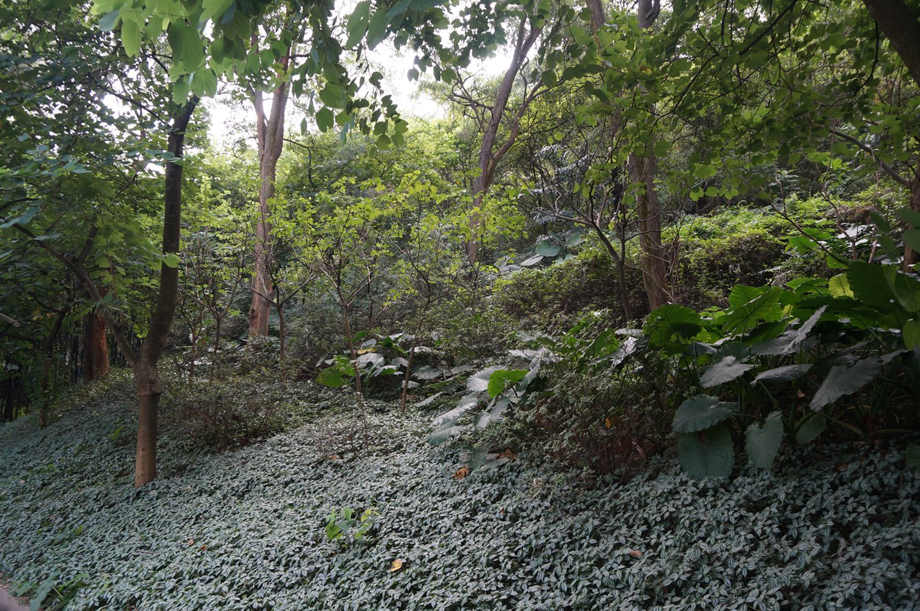 次生路边林地