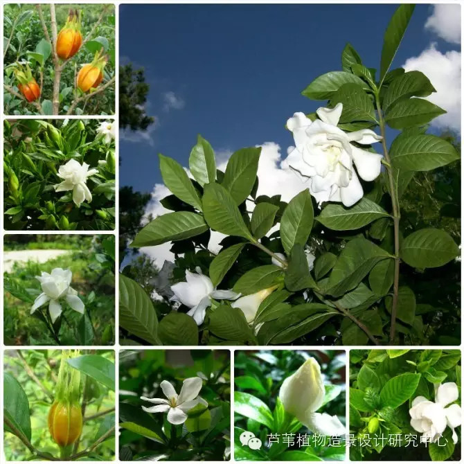 55种夏季开花植物