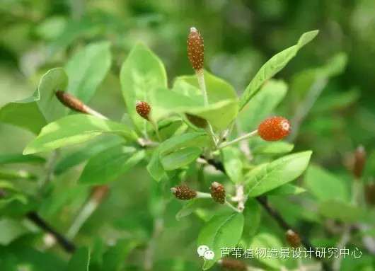 55种夏季开花植物