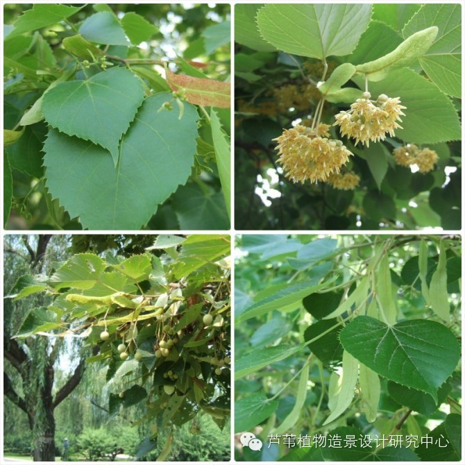 55种夏季开花植物