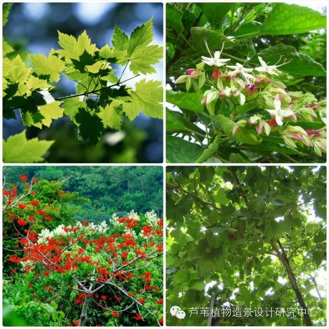 55种夏季开花植物