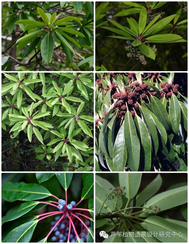 55种夏季开花植物