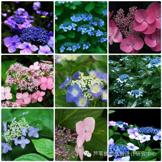 55种夏季开花植物