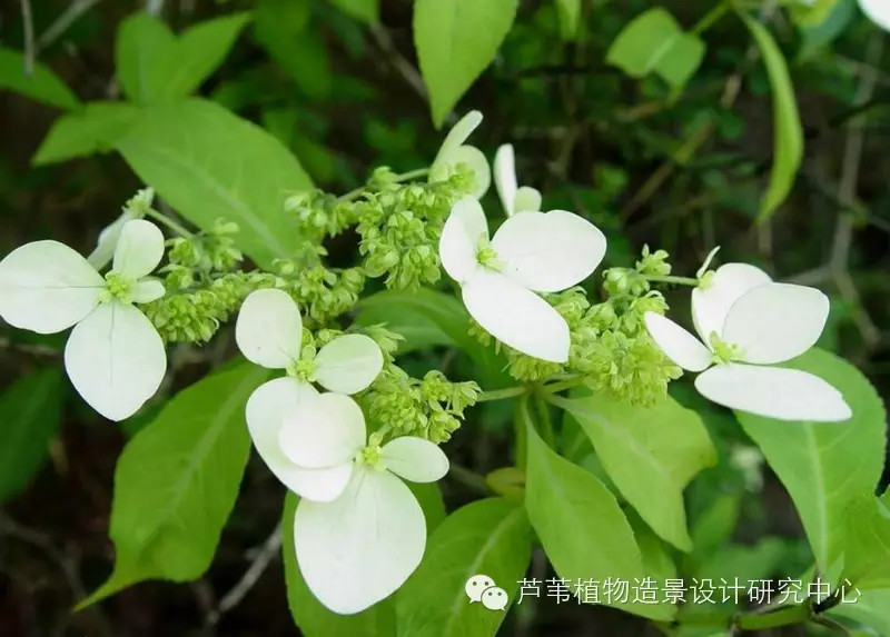 55种夏季开花植物