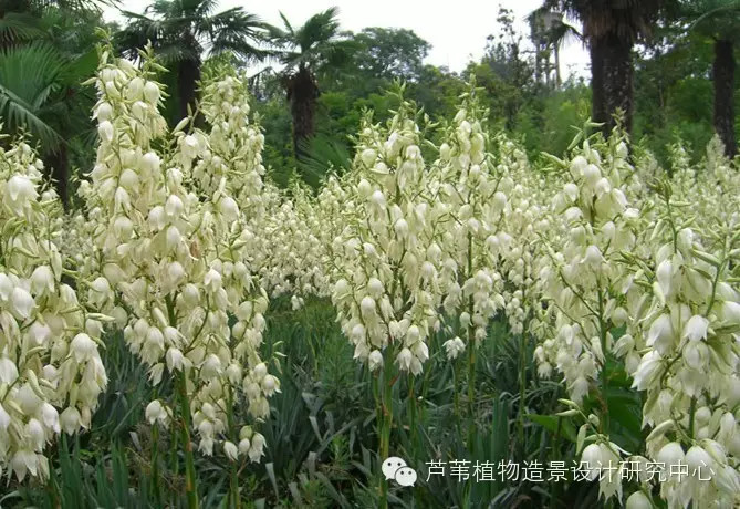 55种夏季开花植物