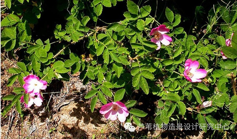 55种夏季开花植物