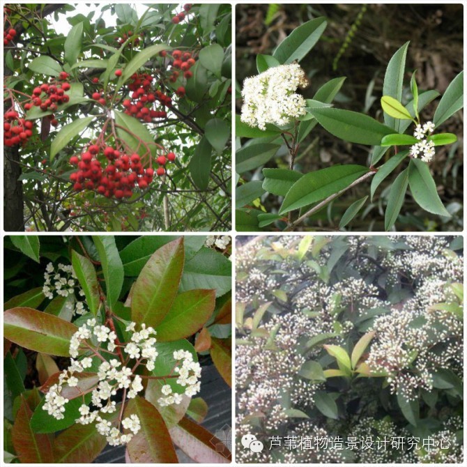 55种夏季开花植物