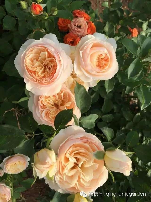 雨季养花的注意事项