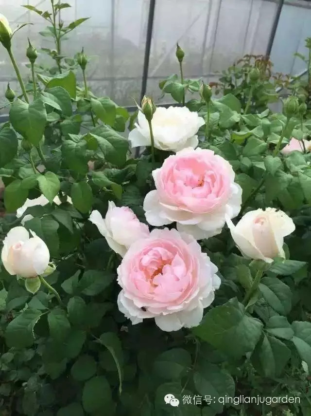 雨季养花的注意事项