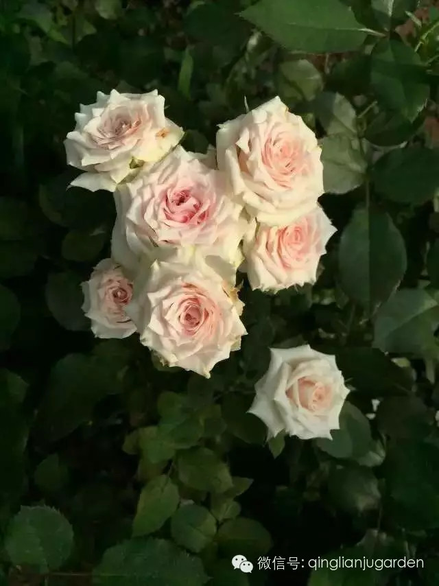 雨季养花的注意事项