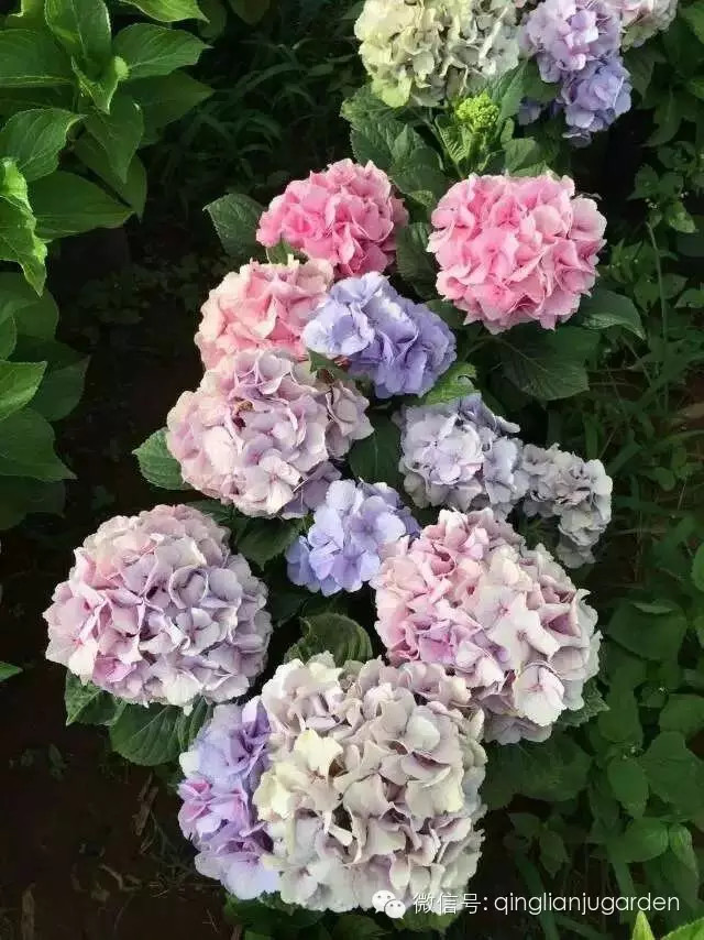 雨季养花的注意事项