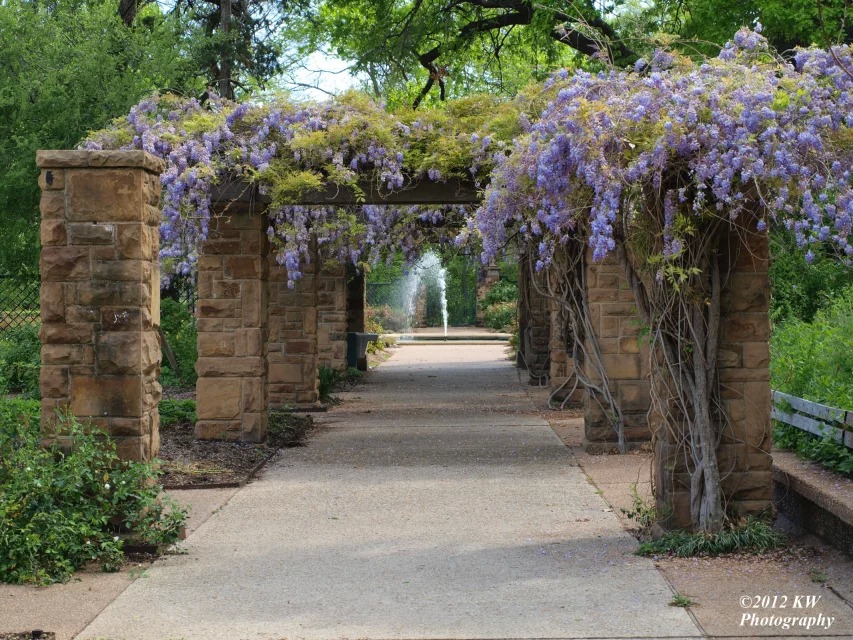 建一个藤本花架，美呆了