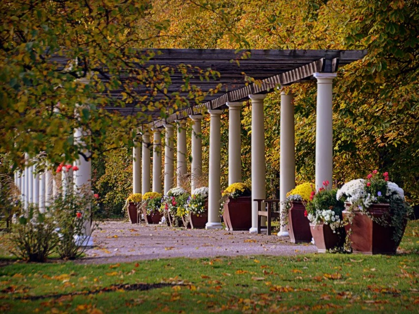 建一个藤本花架，美呆了
