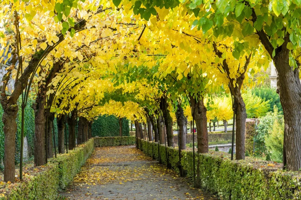 建一个藤本花架，美呆了