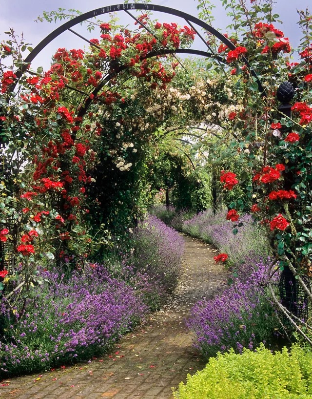 建一个藤本花架，美呆了