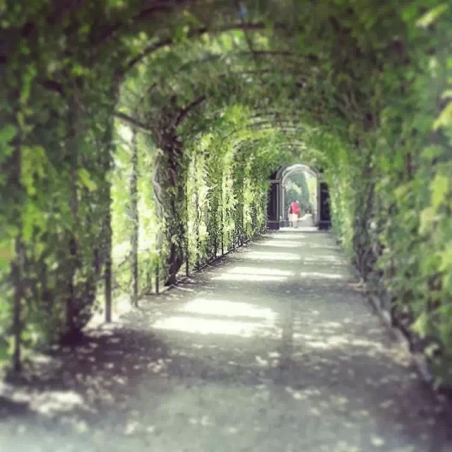 建一个藤本花架，美呆了