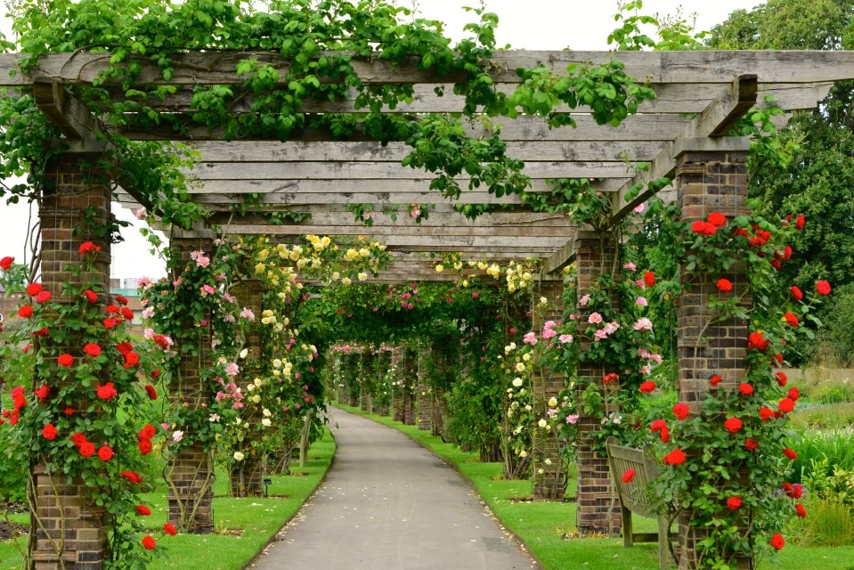 建一个藤本花架，美呆了