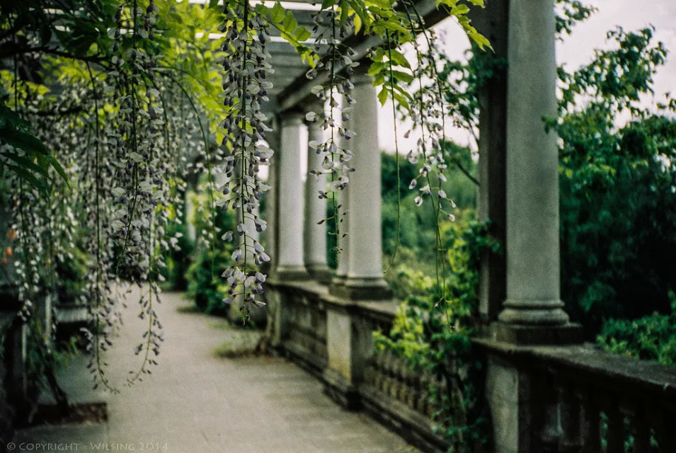 建一个藤本花架，美呆了