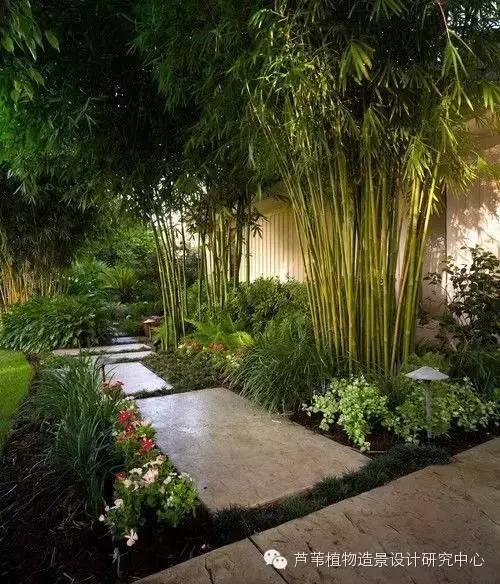 小小毛竹的园林应用