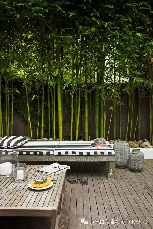小小毛竹的园林应用