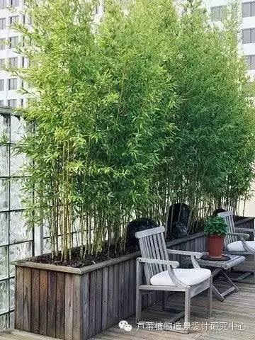 小小毛竹的园林应用