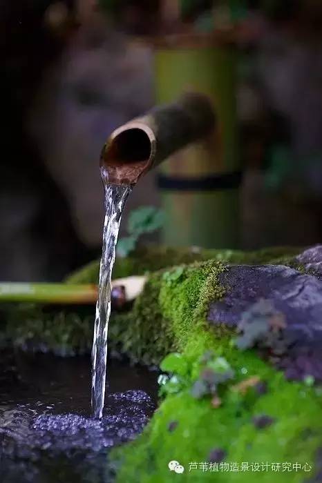 小小毛竹的园林应用