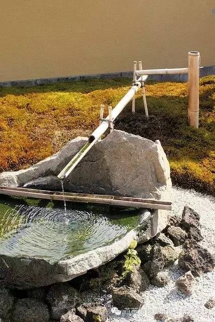 小小毛竹的园林应用