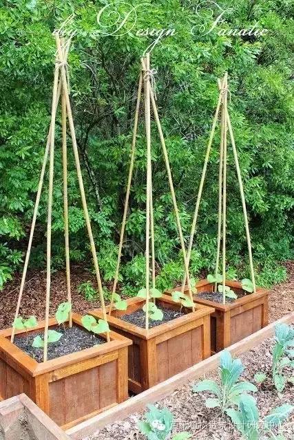 小小毛竹的园林应用