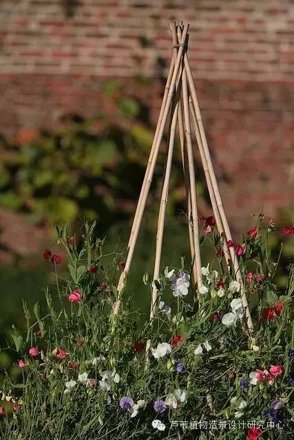 小小毛竹的园林应用