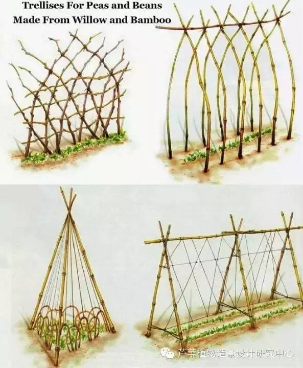 小小毛竹的园林应用