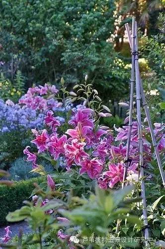 小小毛竹的园林应用