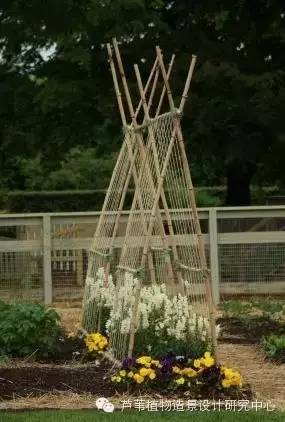 小小毛竹的园林应用