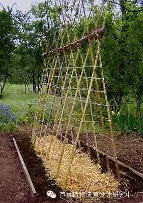 小小毛竹的园林应用