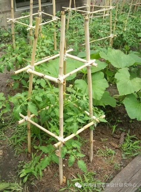 小小毛竹的园林应用