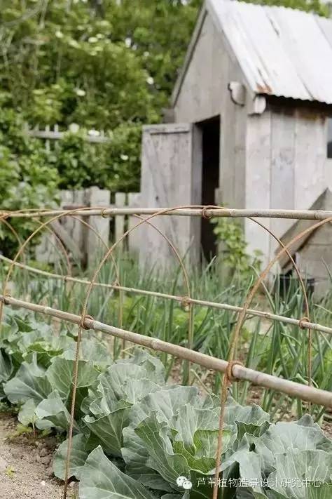 小小毛竹的园林应用