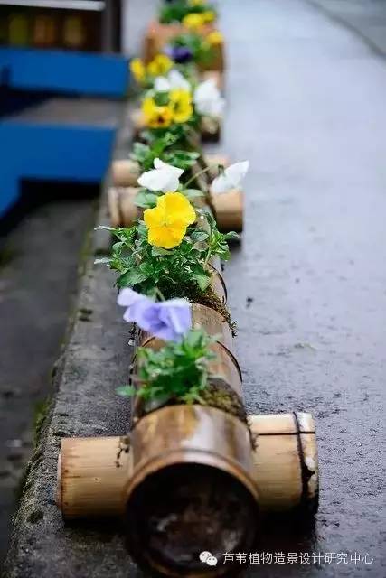 小小毛竹的园林应用