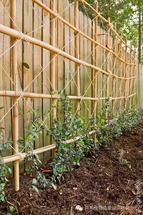 小小毛竹的园林应用