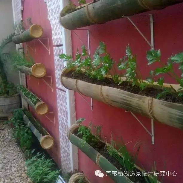 小小毛竹的园林应用