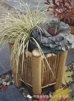 小小毛竹的园林应用